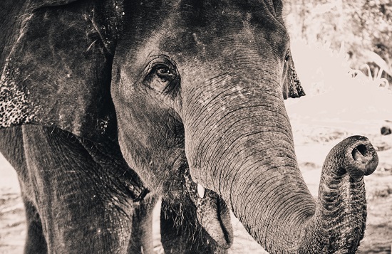 A black and white photograph of an elephant.